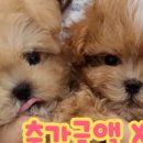 플랜멍 강아지분양 대구본점 이미지