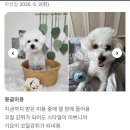 이지파인하우스 | 광주애견미용 셀프미용 완벽 수습! 푸숑 뺭이의 깜찍한 귀툭튀 얼굴 컷 심폐소생술