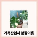 거목축산 | 대형 몬스테라도 문제없어요, 거목산업사 대용량 분갈이흙 후기