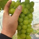 이관재농장 이미지