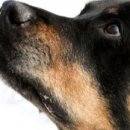 find your dog 이미지