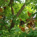 고려농장 이미지