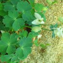 두촌초등학교 이미지