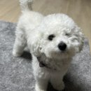 시크쁘숑 이미지