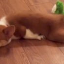 DoDo하개 네이버블로그