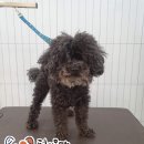 털이몽땅 이미지