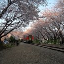 사진(풍경이있는방):화사한봄날의봄꽃열차 이미지