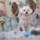 알콩달콩 펫살롱 이미지