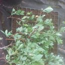 풍악농장 이미지