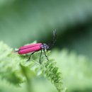 두리반디 이미지