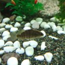 황쏘가리 이미지