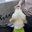 새한현대서비스(주) | 2025 메가주 일산 펫페어 첫날 후기 주차정보 꼭! 확인하세요!!