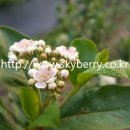 수림꽃농원 이미지