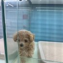 리얼독스 강아지분양 일산본점 | 강아지를 분양받는다는 건 반려동물을 데려오는 게...진짜 시작 REAL DOGS 리얼독스 일산본점 후기