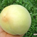 백도 Daum카페