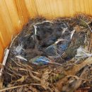 푸른 둥지 이미지