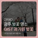 (주)지스트라 | 광주 벚꽃 명소 나만 알고 싶은 GIST 과기원 벚꽃