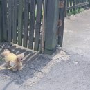 418-2-000062 | [창원/주남저수지] 목향장미 꽃폭포 실황! 가월돈까스 뒷길 방문 팁 &amp; 창원 명소 정리