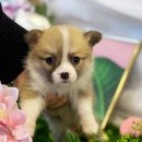 도그마루 강아지고양이 안산점 이미지