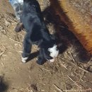 중부동물병원 이미지