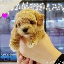 견생스타일 이미지