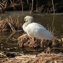 6시내고양이 이미지