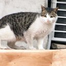 웰니스동물병원(고잔점) 이미지