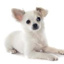 천지동물병원 이미지