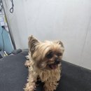 주견야DOG 이미지