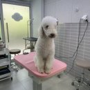 미코 그루밍 이미지