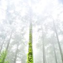 하늘담쟁이 이미지