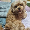 오쉬오트 이미지