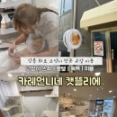 캣츠문(고양이 미용, 호텔) | 강릉고양이미용 카레언니네 캣뜰리에 엑조틱숏헤어 미용 후기