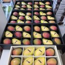 파주청과 이미지