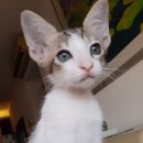 이상한 집 이미지