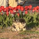 김해 강아지분양 고양이분양 도그하우스 대성점 | 부산애견샵 알아보다가 다시 보게 됐던 곳