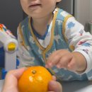 로얄수족관(이마트시지점) | 17개월 아기도 감동하는 맛. 제주감귤 타이백 로얄과 인터넷으로 주문한 후기