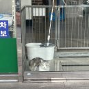 고양이🐱🐱 이미지