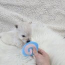 봉산동 강아지 이미지