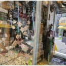 퍼피쌀롱 이미지