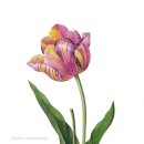 보태니컬아트(색연필그림) 이미지