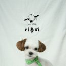 브라운 펫살롱 이미지