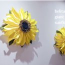 벨리타Belita 이미지