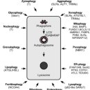 Re:History of the Selective Autophagy Research: How Did It Begin and Where Does It Stand Today? 2020리뷰논문 이미지