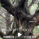 사라보카 이미지