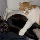 씨유천안성정원점 | 여름 일상(2)