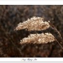 나는강아지 이미지