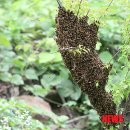 벌떼둥지 이미지