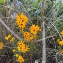 26.10/12(월)염주괴불주머니 이미지