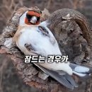 【금화조 (錦花鳥, Zebra finch)】「Taeniopygia guttata」, "세상에서 가장게으른 새" 이미지